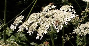 Attēlu rezultāti vaicājumam “Heracleum sphondylium subsp. sibiricum fruit”