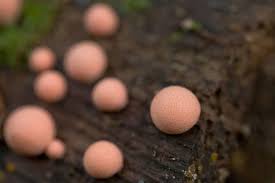 Attēlu rezultāti vaicājumam “Lycogala exiguum aggr.”