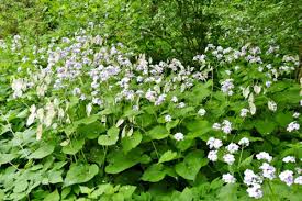 Attēlu rezultāti vaicājumam “Lunaria rediviva bud”