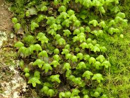 Attēlu rezultāti vaicājumam “Reboulia hemisphaerica”