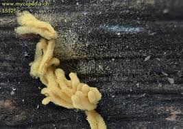 Attēlu rezultāti vaicājumam “Heterotrichia obvelata (syn. Arcyria obvelata) young”