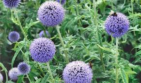 Image result for Blaudistel