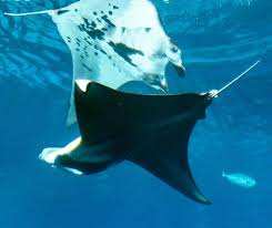Image result for Mobula alfredi