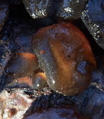 Attēlu rezultāti vaicājumam “Phleogena faginea stalked”