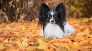 Image result for papillon