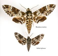 Attēlu rezultāti vaicājumam “Diachea muscorum macro”