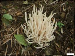 Attēlu rezultāti vaicājumam “Clavaria sphagnicola”