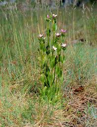 Attēlu rezultāti vaicājumam “Centaurium erythraea”