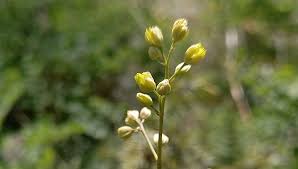 Attēlu rezultāti vaicājumam “Thalictrum minus”