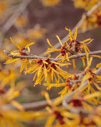 Attēlu rezultāti vaicājumam “Hamamelis vernalis bud”