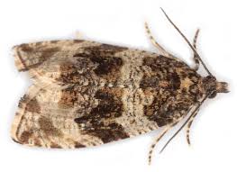 Attēlu rezultāti vaicājumam “Orthotaenia undulana”