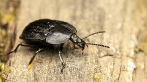 Attēlu rezultāti vaicājumam “Phosphuga atrata”