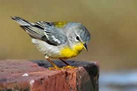 Image result for Parula americana