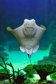 Image result for Rhinoptera brasiliensis