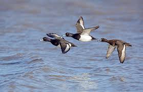 Attēlu rezultāti vaicājumam “Aythya fuligula male”