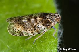 Attēlu rezultāti vaicājumam “Cixiidae”