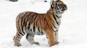 Afbeeldingsresultaat voor tijgers