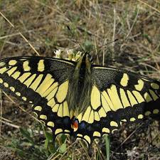 Attēlu rezultāti vaicājumam “Papilio machaon upperside”