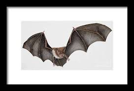 Attēlu rezultāti vaicājumam “Myotis daubentonii”