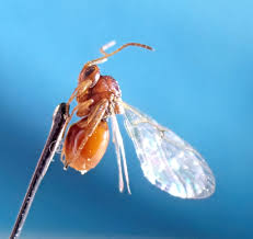 Attēlu rezultāti vaicājumam “Andricus quercuscorticis”