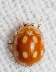 Attēlu rezultāti vaicājumam “Calvia decemguttata imago”