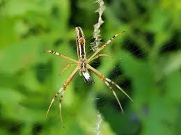 Image result for st andrews cross spider