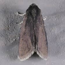 Attēlu rezultāti vaicājumam “Psyche casta larva”