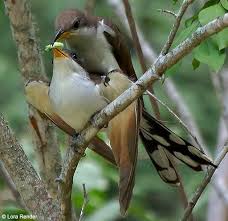 Image result for Coccyzus americanus