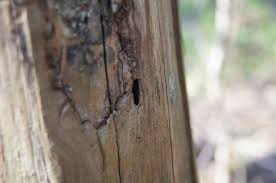 Attēlu rezultāti vaicājumam “Peltis grossa”