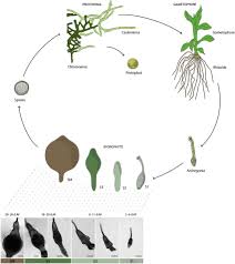 Attēlu rezultāti vaicājumam “Palustriella commutata sporophyte”