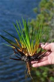 Attēlu rezultāti vaicājumam “Isoetaceae”