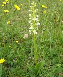 Attēlu rezultāti vaicājumam “Platanthera chlorantha flower”