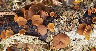 Attēlu rezultāti vaicājumam “Rutstroemia firma”