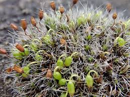 Attēlu rezultāti vaicājumam “Grimmia pulvinata sporophyte”
