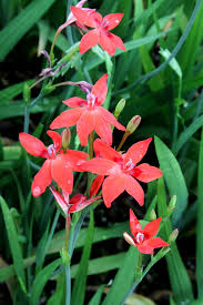 Attēlu rezultāti vaicājumam “Lophozia laxa macro”