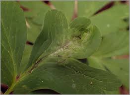 Attēlu rezultāti vaicājumam “Urocystis anemones spores”
