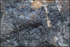 Attēlu rezultāti vaicājumam “Verrucaria hydrela”