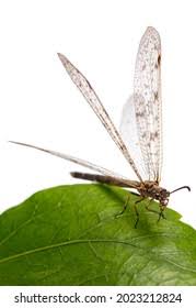 Attēlu rezultāti vaicājumam “Myrmeleontidae”