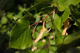 Attēlu rezultāti vaicājumam “Tilia platyphyllos subsp. cordifolia leaf”