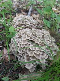 Attēlu rezultāti vaicājumam “Polyporus umbellatus”
