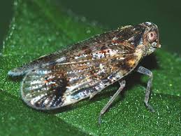 Attēlu rezultāti vaicājumam “Cixius sp.”