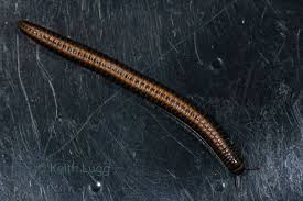 Attēlu rezultāti vaicājumam “Ommatoiulus sabulosus aimatopodus”