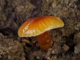 Attēlu rezultāti vaicājumam “Oligonema sp.”