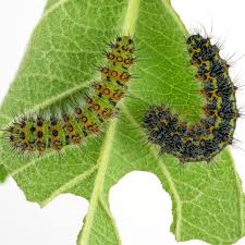 Attēlu rezultāti vaicājumam “Saturnia pavonia eggs”
