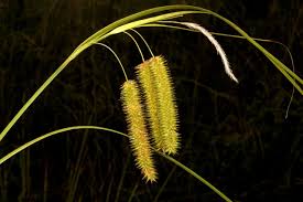 Attēlu rezultāti vaicājumam “Carex pseudocyperus”