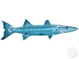 Image result for Sphyraena barracuda