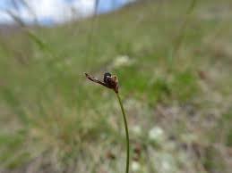 Attēlu rezultāti vaicājumam “Anthracoidea”