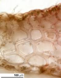 Attēlu rezultāti vaicājumam “Pellia epiphylla”