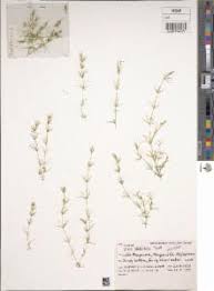 Attēlu rezultāti vaicājumam “Chara globularis”