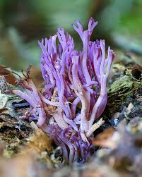 Attēlu rezultāti vaicājumam “Clavaria zollingeri”